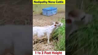 Nadipathy nano Cattle  1 To 2 Feet Height  youtube miniature pmmodi sanatandharma animals yt [upl. by Laehctim]