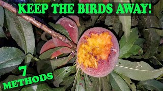 Best and Worst Bird Deterrent Methods [upl. by Ainaznat]