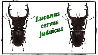 Lucanus cervus judaicus 90 mm  Präparation  Mounting [upl. by Nivri]