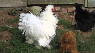 Mr FancyPants A frizzled rooster [upl. by Tolliver]