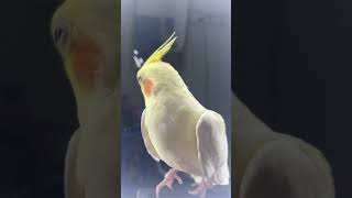 He is the king 👑 of my house birds lofilovesongslowedand cute pets shorts short [upl. by Genevieve]