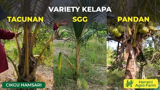 Kelapa SGG Tacunan amp Pandan  Tips penjagaan  Hanani Agro Farm [upl. by Hoem731]