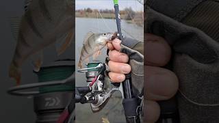 Клюнул красавчик ОКУНЬ fishing спиннинг рыбалка окунь джиг спорт class [upl. by Doug210]