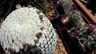 mammillaria pectinifera [upl. by Carrol]