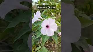 ipomoea carnea nature flowers floweringplant shortvideo [upl. by Lehplar]