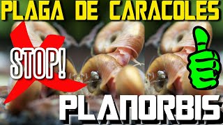 Eliminar plaga de Caracoles planorbis que hacer si tu acuario tiene invasión de caracoles [upl. by Fiann244]