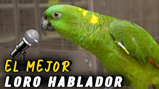 LORO Nuca AMARILLA 🦜 El MEJOR LORO HABLADOR 🏆 [upl. by Wolgast608]