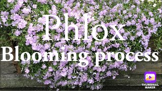 Creeping Phlox Phlox subulata  Blooming process [upl. by Landel]