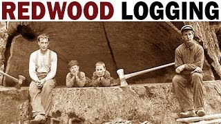 Redwood Logging  1946  Documentary on the Giant Redwood Lumber Industry in California [upl. by Ydiarf]