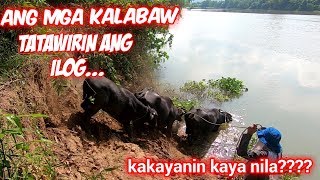 Buhay Bukid  Pagtawid ng Kalabaw sa Ilog  Macki Moto [upl. by Lewap]