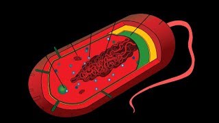 Microbiology of Prokaryotes Bacteria amp Archaea [upl. by Breana100]