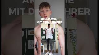 Anatomie mit dem Lehrer 👨‍🏫 [upl. by Lief]