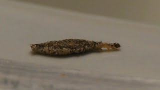 Plaster Bagworm vs Bagworm Moth [upl. by Trevlac]