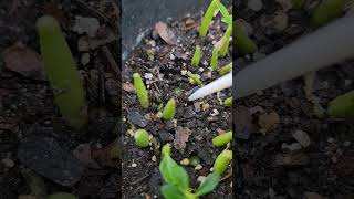 Desert rose pestCutworms hide under soil come out at night to feedLook for fecal pellets [upl. by Anailuig]