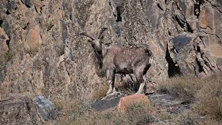 Unseen visuals of Markhor in Chitral Gol National Park  Wildlife  Wildlife of Pakistan pakistan [upl. by Sussi]