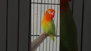 Green palefellow beautiful lovebird [upl. by Esyli]