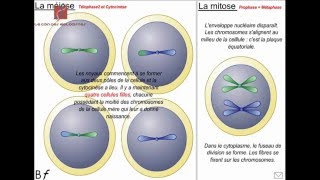 Une comparaison entre la mitose et la méiose Animation shorts [upl. by Jereld]