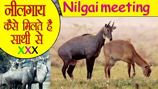 Warning  बच्चे इस वीडियो से दूर रहे  Nilgai Meeting Video  नीलगाय प्रजनन कैसे करते है [upl. by Roux]