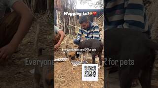 Wagging tail ❤️ doglover dogowner needfood needhelp food forpet food shorts viralvideo [upl. by Eelahs]