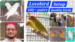 Visit Lovebird breeding setup 100 pairs 🤩 [upl. by Annaehs793]