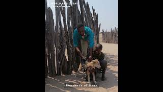 RABIES a deadly disease present in Namibia impacting both animals and humans Is it preventable [upl. by Hehre]