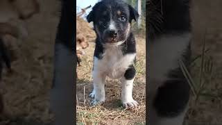 Dog babies 🤩🤩babyanimals animals babydogs desicowlover oldsong nature [upl. by Hareema860]