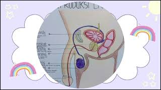 Organ Reproduksi Manusia [upl. by Eidorb]