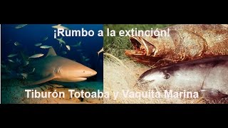 ¡Tiburón Vaquita Marina y Totoaba van hacia la extinción [upl. by Austina]