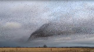 AMAZING Bird Flocks  Earth Unplugged [upl. by Edy]