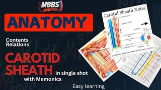 Neck  Carotid sheath । Anatomy। MBBS First Year। MBBS Marvel [upl. by Susanne]