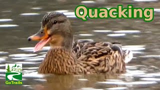 Mallard duck quacking  call sounds  Female  Hen [upl. by Prudy]