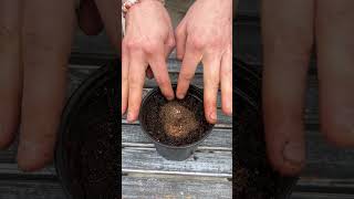 How to Start Begonia Tubers Its Super Simple [upl. by Eilssel]