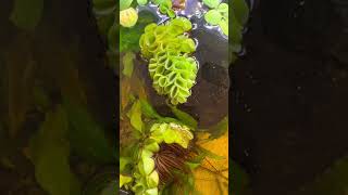 How To Add Floating plants to an aquarium [upl. by Citron]