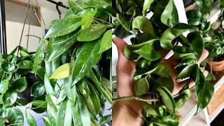 Hoya Houseplant Care Tips amp Tricks  My Hoya Collection [upl. by Nita]