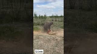 Lion vs Buffalo Showdown PredatorVsPrey SavannahBattle [upl. by Ariadne]