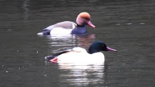 Red crested Pochard  Ice House Pool 25th Jan 2019 [upl. by Brieta]