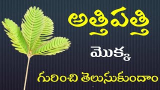 Athi pathi Plant Uses Telugu [upl. by Ennaegroeg]