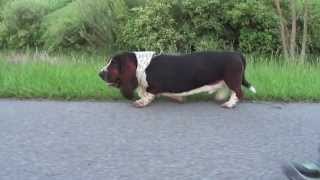 Basset Hound Walk [upl. by Harvard]