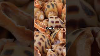 Fun Facts about Mollusks fact naturetrivia funfacts didyouknow funknowledge wildlife trivia [upl. by Attenrev]