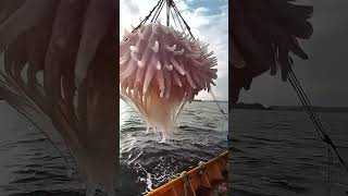 Giant Sea Monsters Caught by Fishermen 🐙🎣GiantSeaCreatures FishingDiscoveries OceanMysteries [upl. by Siroval]