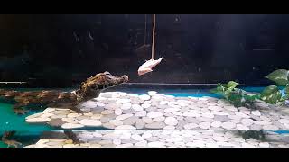 Cool Video Dwarf CaimanTiny Gator Eating Chicken Wings Just the Tips [upl. by Aramaj308]