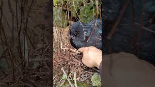 Catching Chicken Eggs chicken chickeneggs chickenfarm poultryfarm viral short wildlife [upl. by Hellene221]