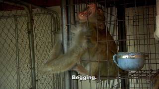 ARC Saves 4 Macaque Monkeys from Cruel Confines [upl. by Lonnard]