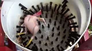 How to pluck a chicken in 14 seconds  Homemade Whizbang Chicken Plucker [upl. by Durant]