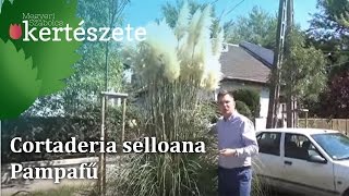 Cortaderia selloana  Pampafű [upl. by Eecal]