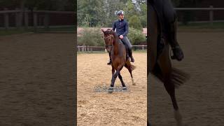 Lässt du dein Pferd von anderen reiten 🤔🐴 pferd horse equestrian pferde horses pferdeliebe [upl. by Corwun]