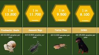 Probability Comparison Death by Animals Attack [upl. by Romilda]