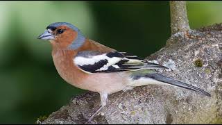 Nature Sounds  Chaffinch Singing In The Forest [upl. by Thetisa617]