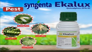 Ekalux Insecticide Syngenta Quinalphos 25 EC  Syngenta New Insecticide [upl. by Maudie]