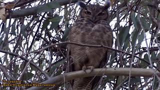 Tucúquere o Búho Magellánico Bubo virginianus magellanicus [upl. by Reeta]